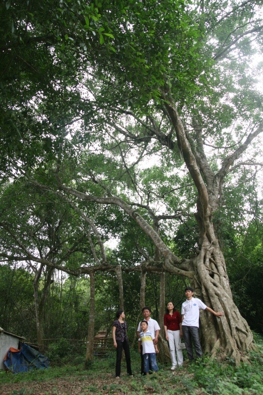 Tưởng nhớ những bóng cây